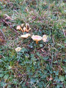 Image of Hygrocybe quieta (Kühner) Singer 1951