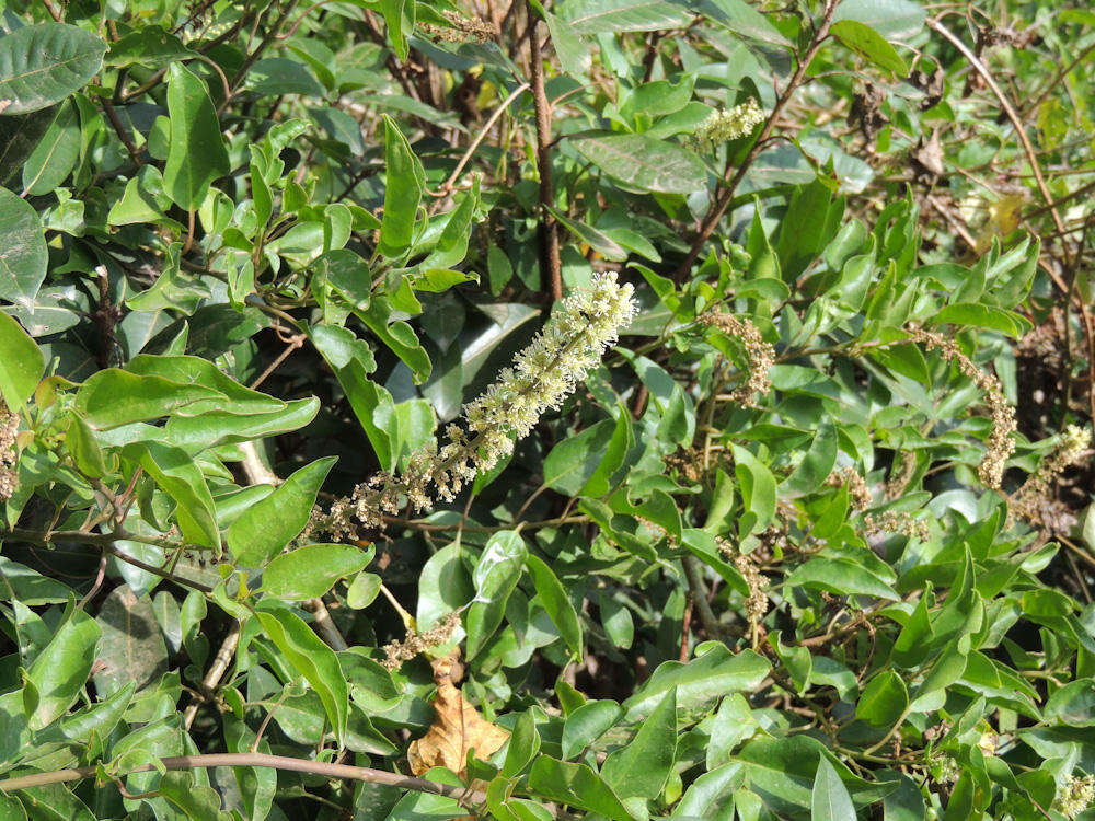 Image of pokeweed