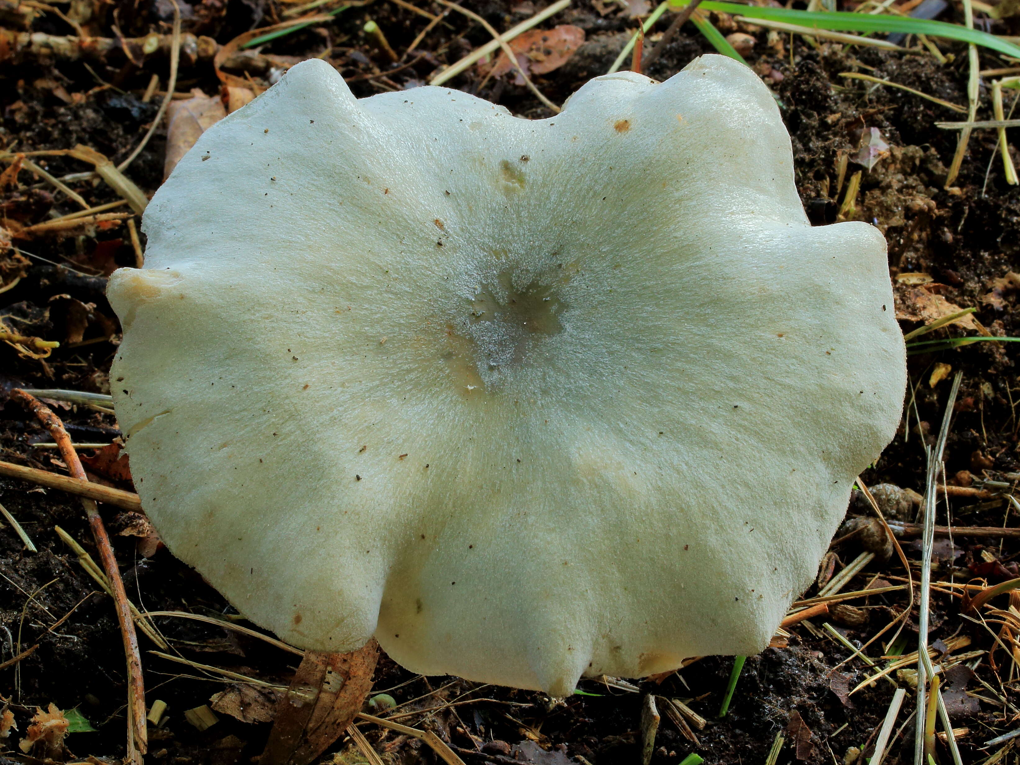 Image of Clitocybe odora (Bull.) P. Kumm. 1871