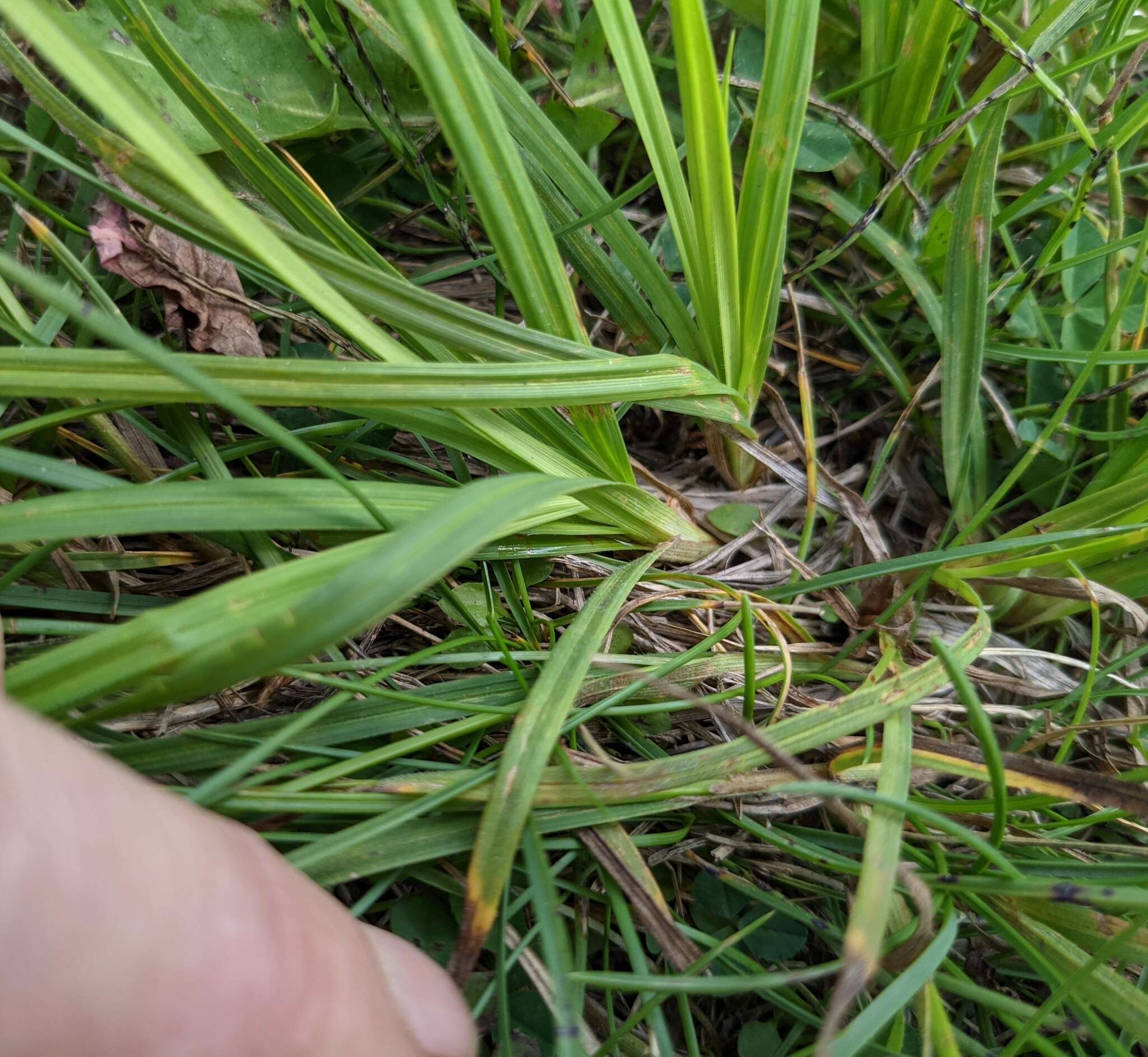 Image of Torrey's Sedge