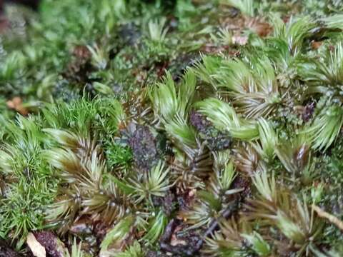 Image of Leucobryum martianum Hampe ex C. Müller 1843