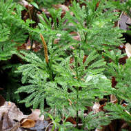 Imagem de Dendrolycopodium obscurum (L.) A. Haines