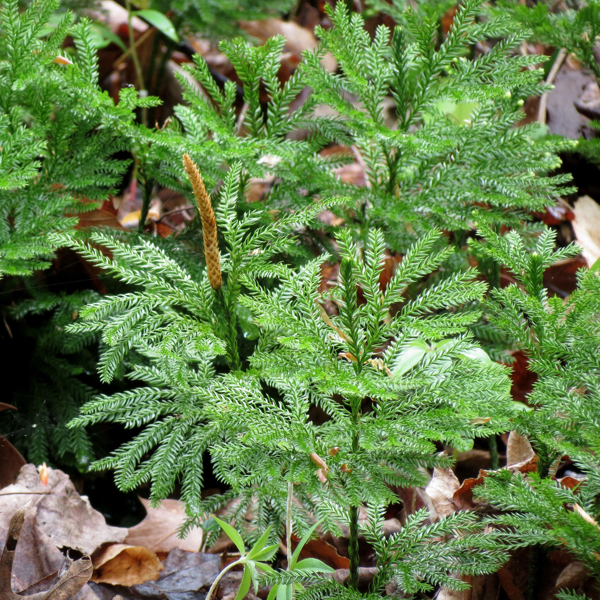 Imagem de Dendrolycopodium obscurum (L.) A. Haines