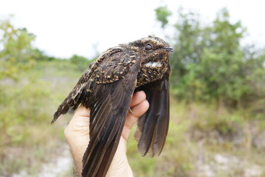 Image of Blackish Nightjar