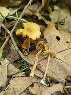 Image of Inocybe subfulva Peck 1888