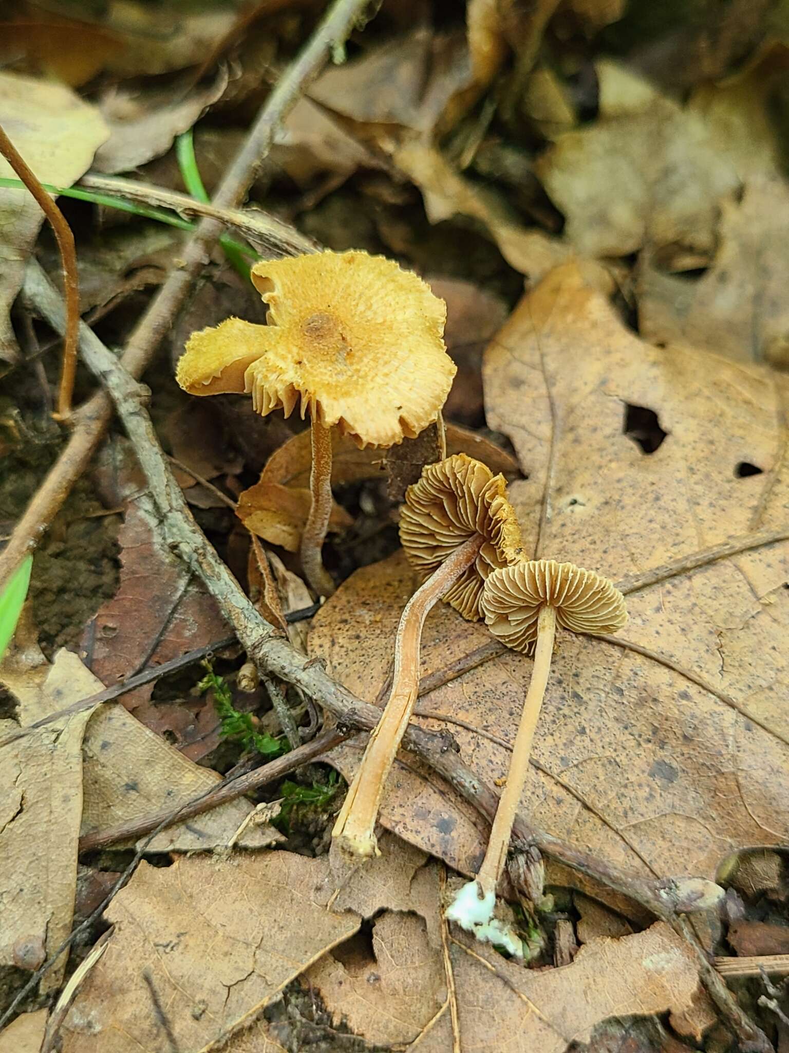 Image of Inocybe subfulva Peck 1888