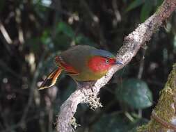 Image of Crimson-winged Liocichla