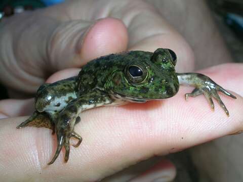 Image of Indian Skipper Frog