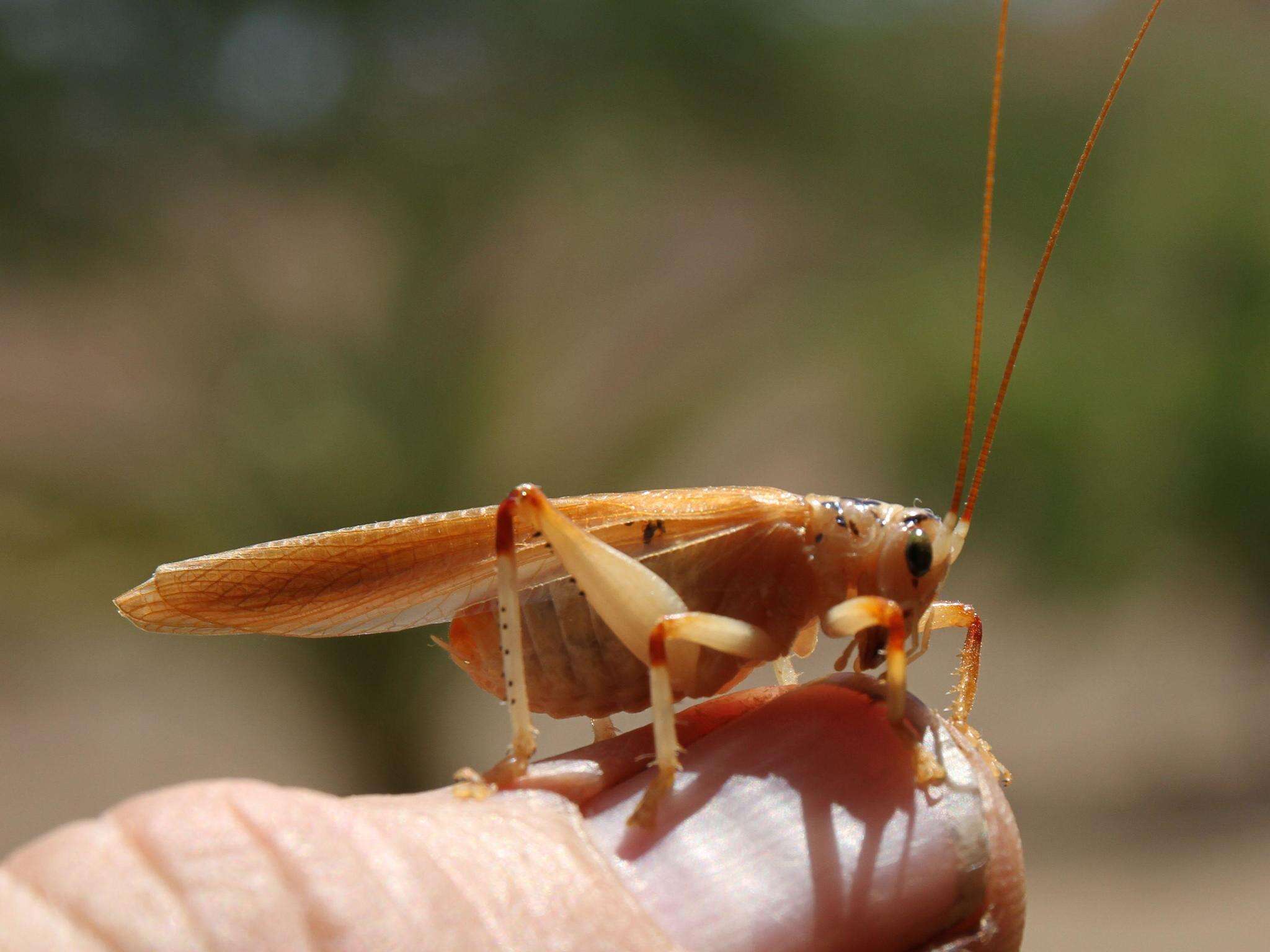 Sivun Stictogryllacris lyrata (Kirby & W. F. 1899) kuva