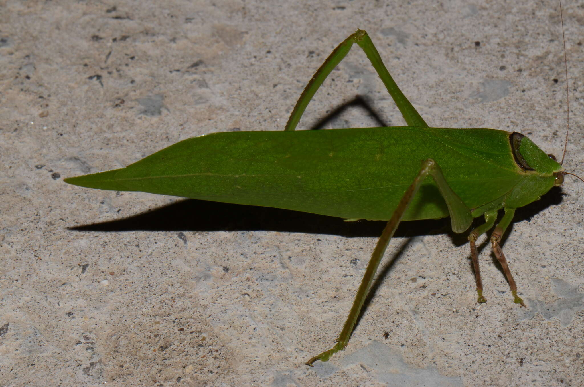 Слика од Stilpnochlora thoracica (Serville 1831)