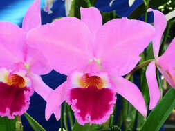 Image of Jenman's Cattleya