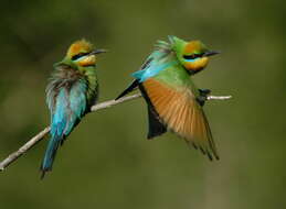 Image of Rainbow Bee-eater