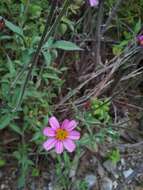 صورة Bidens aequisquama (Fern.) Sherff