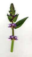 Image of Hedge-nettle