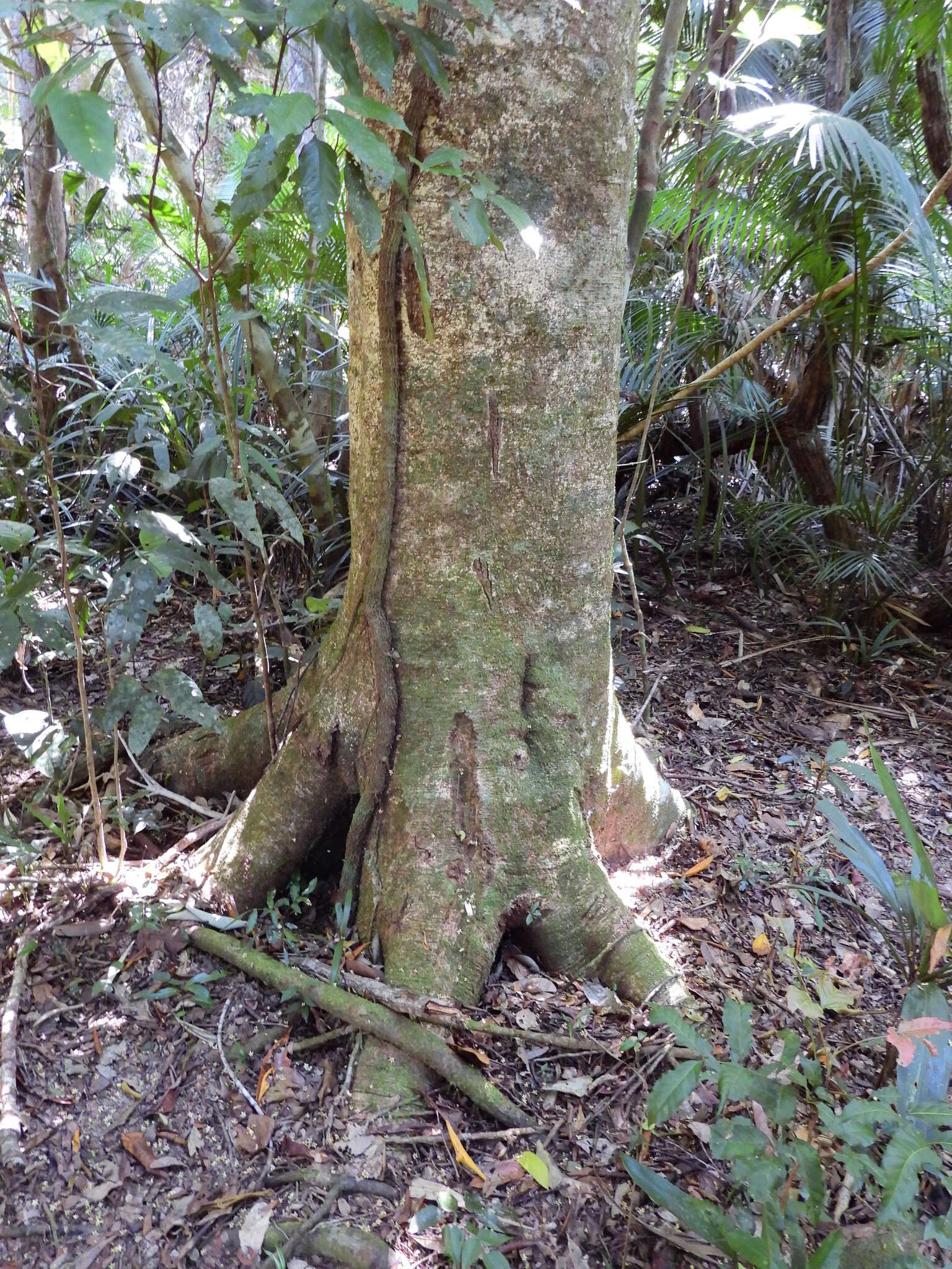 Image of Flindersia bourjotiana F. Müll.