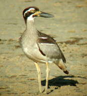 Image of Beach Stone-curlew