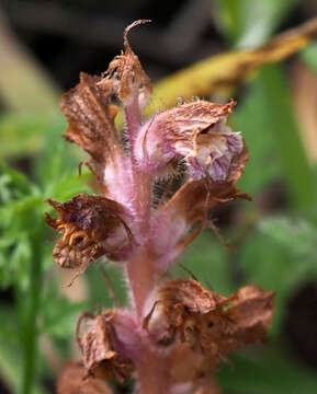 Imagem de Orobanche pubescens Dum.-Urville