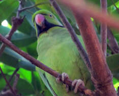 Image of Echo Parakeet