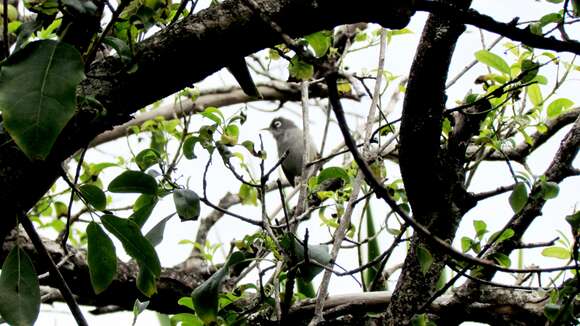 Image of Mauritius Olive White-eye