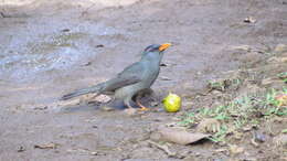 Image of Mauritius Black Bulbul