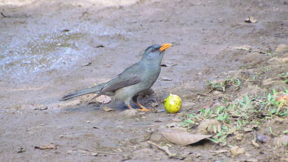 Image of Mauritius Black Bulbul