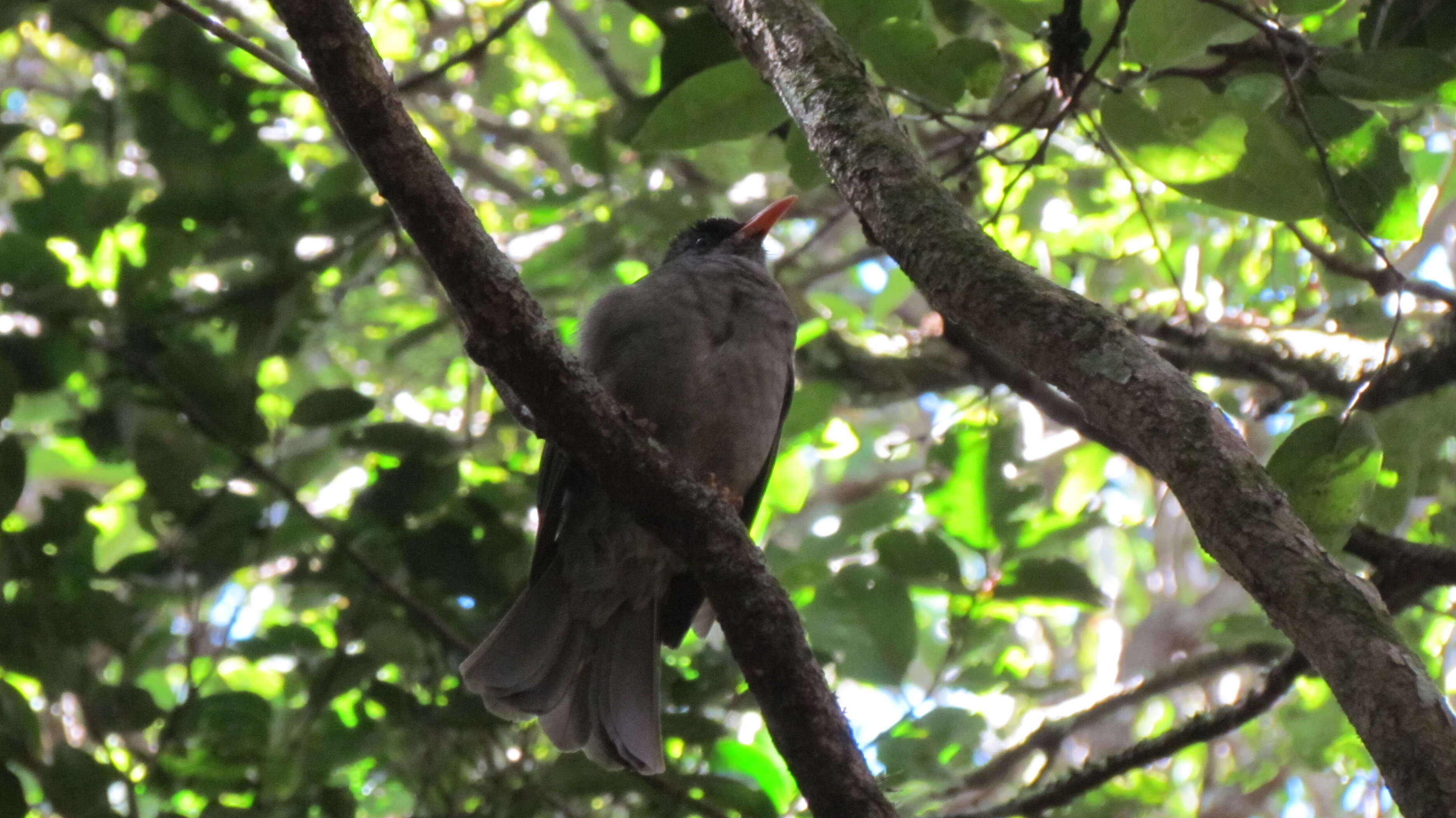 Image of Mauritius Black Bulbul