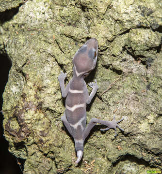 Image of Cat Ba Tiger Gecko