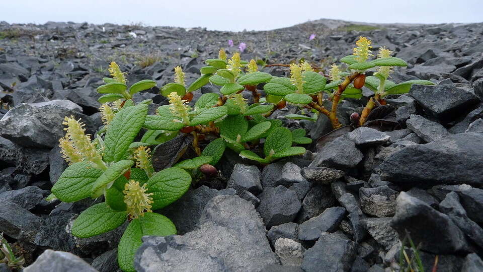 Image of rock willow