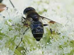 Слика од Eristalis rupium Fabricius 1805