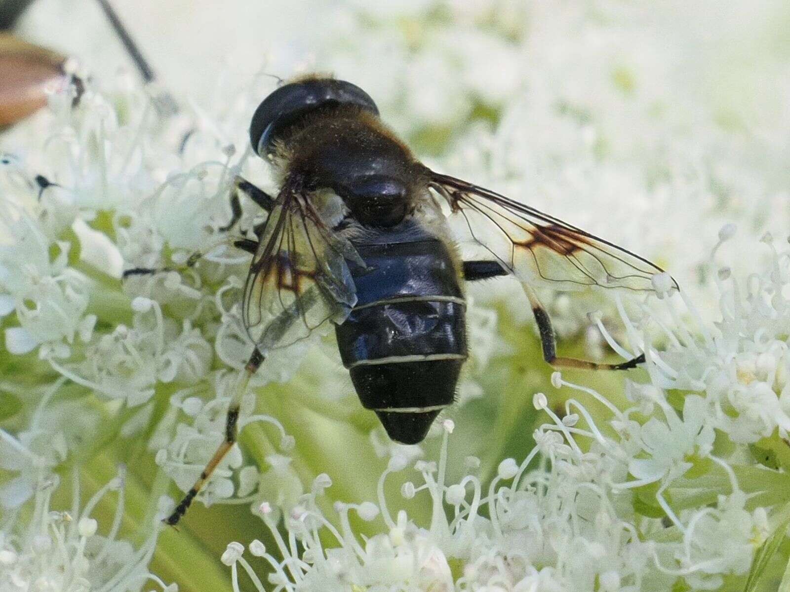 Image of Eristalis rupium Fabricius 1805