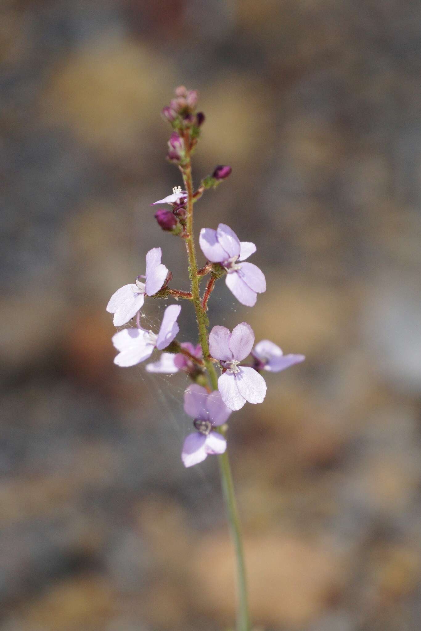 Image de Stylidium amoenum R. Br.