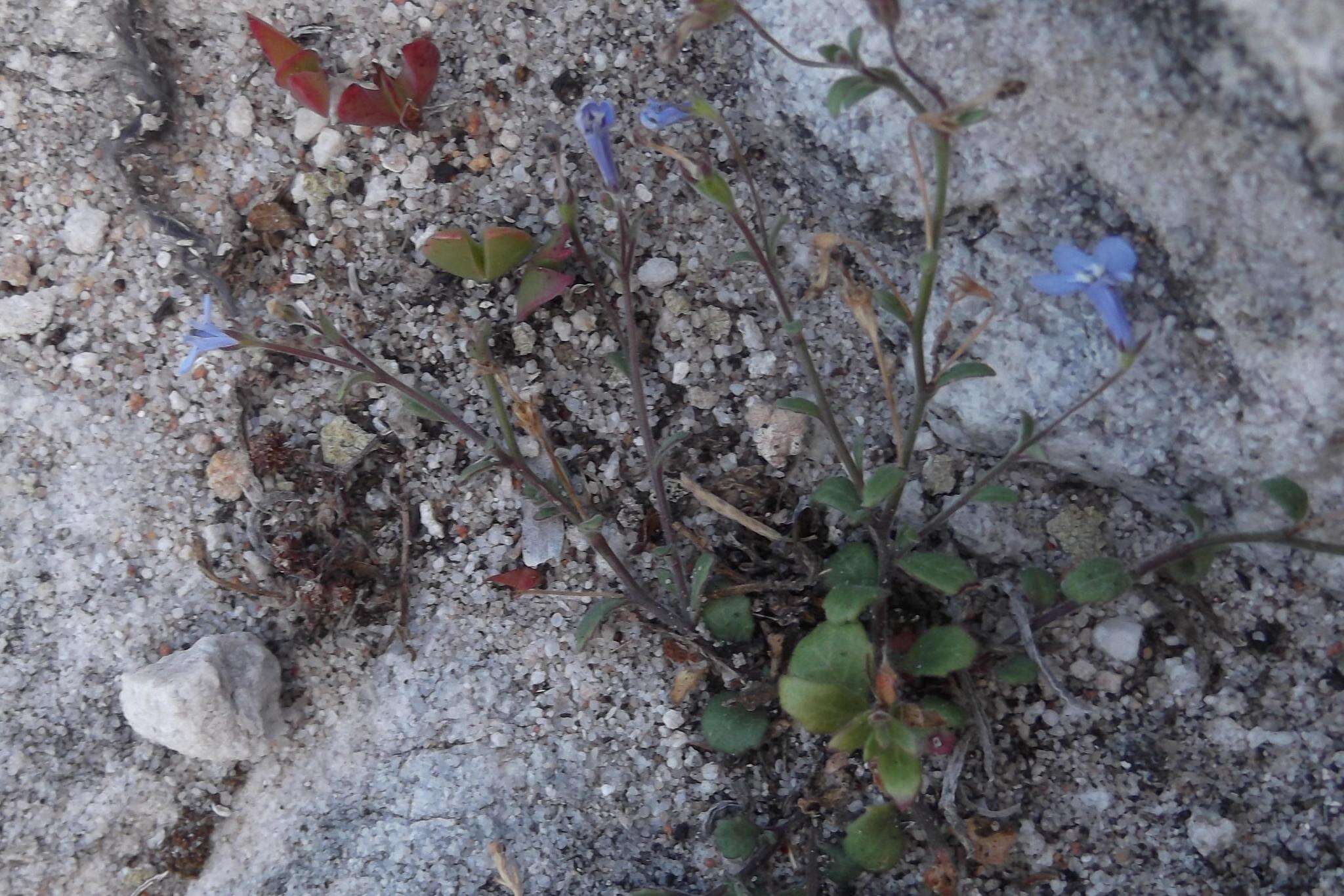 Image of Lobelia boivinii Sond.