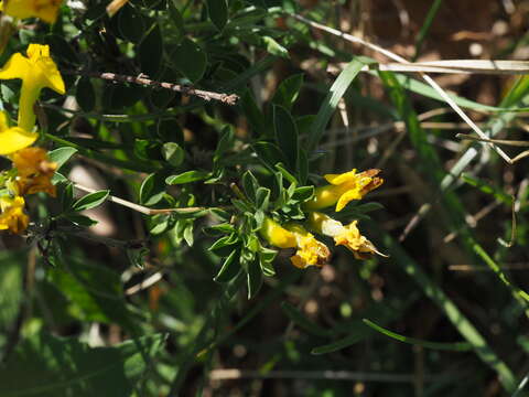 Слика од Cytisus ratisbonensis Schaeff.