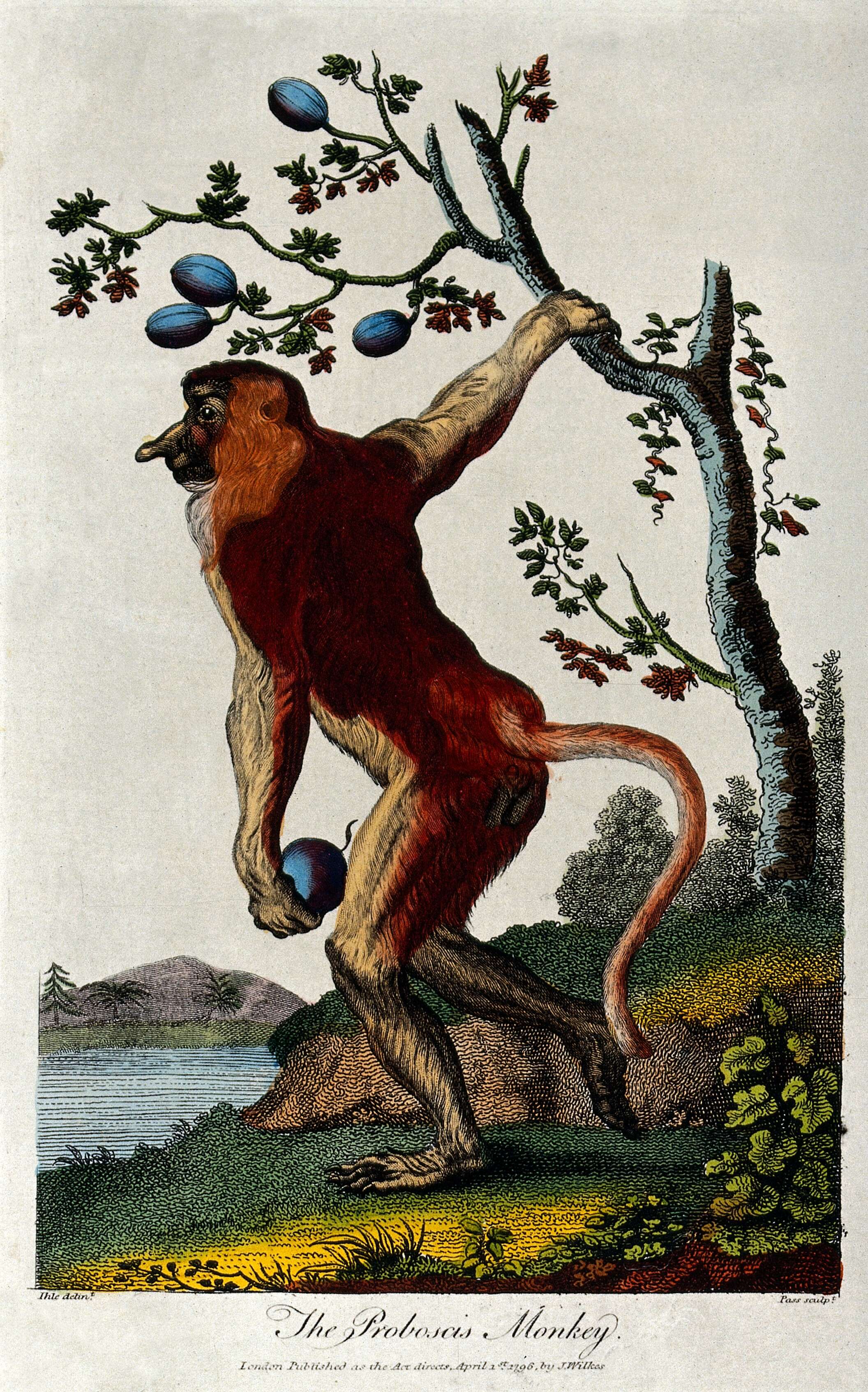 Image of Nasalis É. Geoffroy Saint-Hilaire 1812