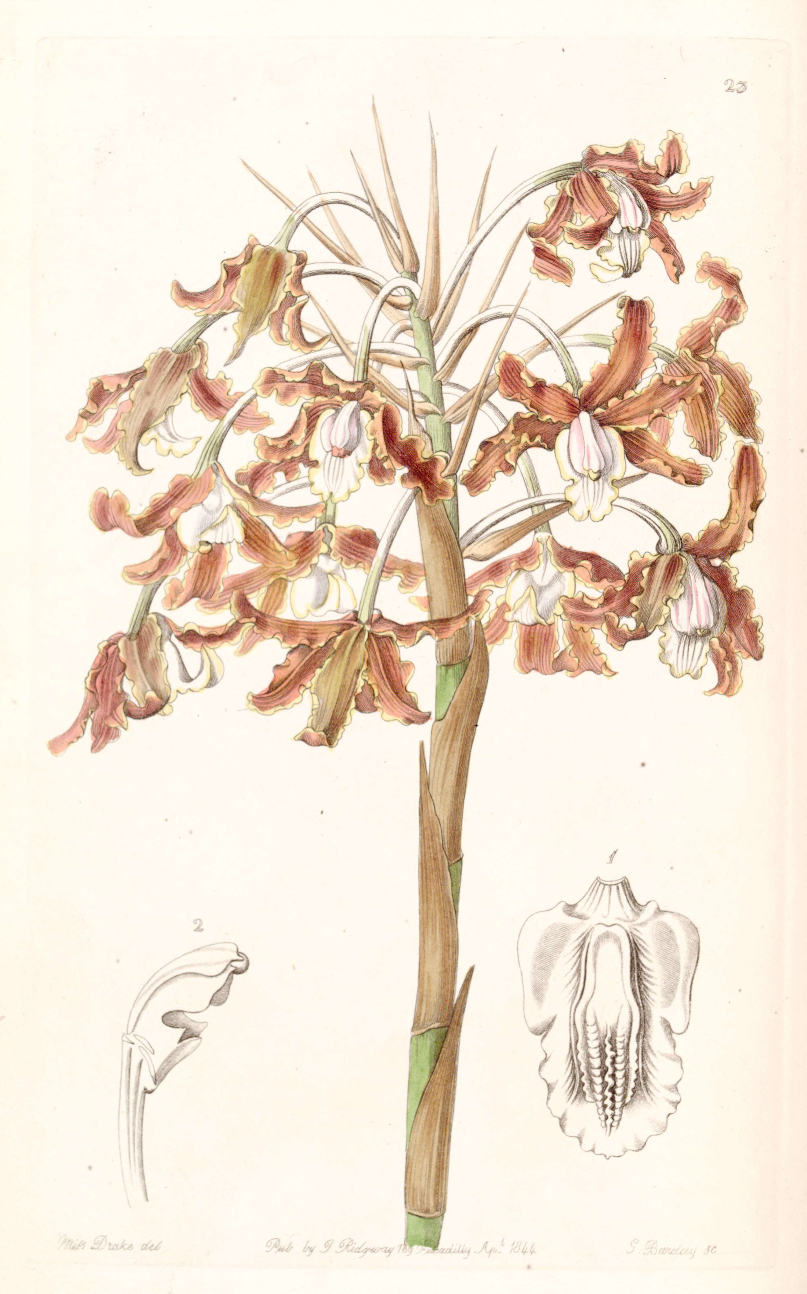 Image of Laelia marginata (Lindl.) L. O. Williams