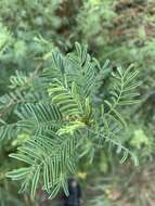 Image of Indigofera cryptantha subsp. cryptantha