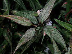 صورة Strobilanthes persicifolia (Lindl.) J. R. I. Wood