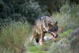 Imagem de Canis lupus signatus