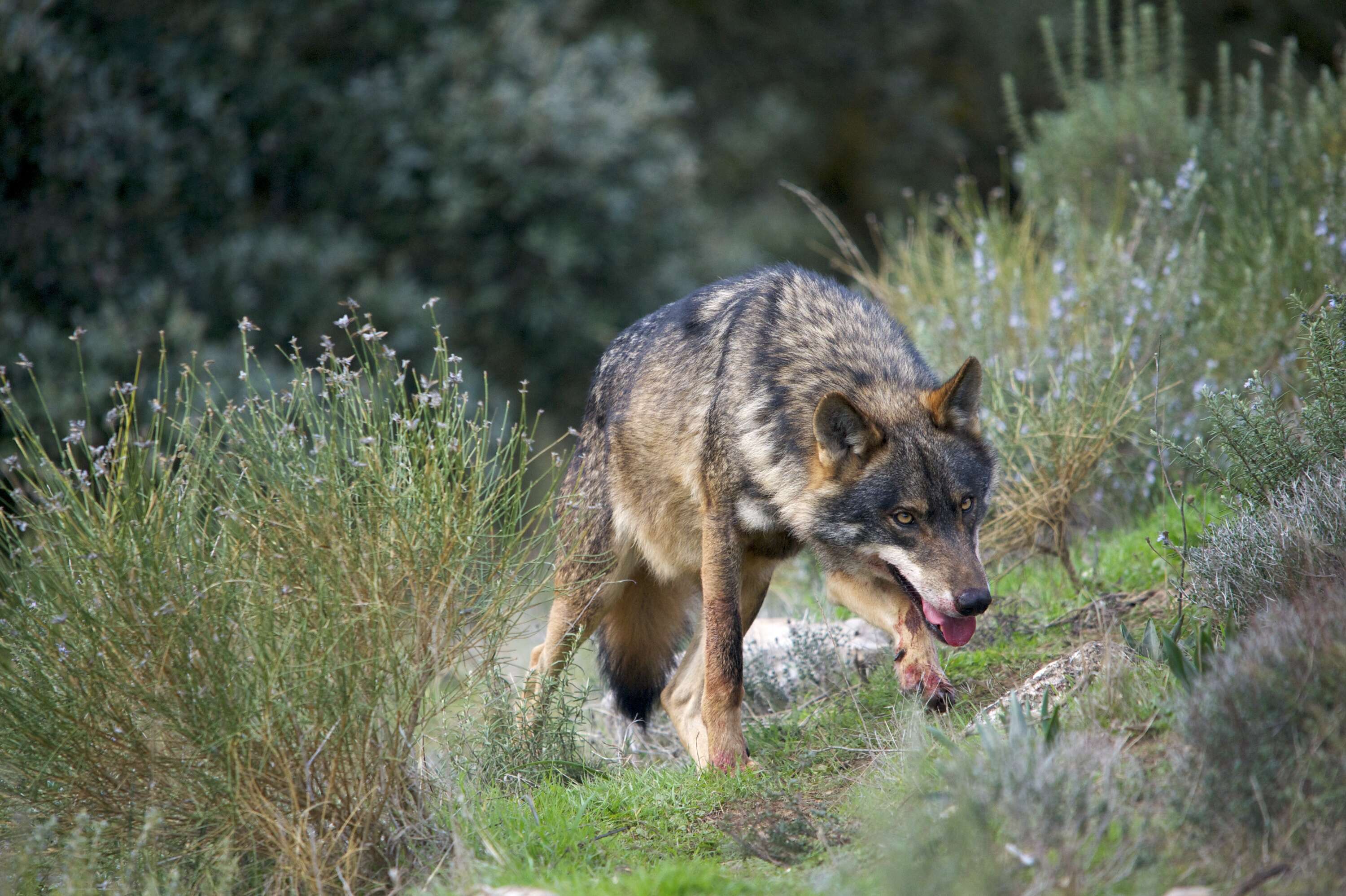 Image of Canis lupus signatus