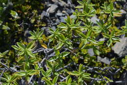 Sivun Veronica cryptomorpha (Bayly, Kellow, G. E. Harper & Garn.-Jones) Garn.-Jones kuva