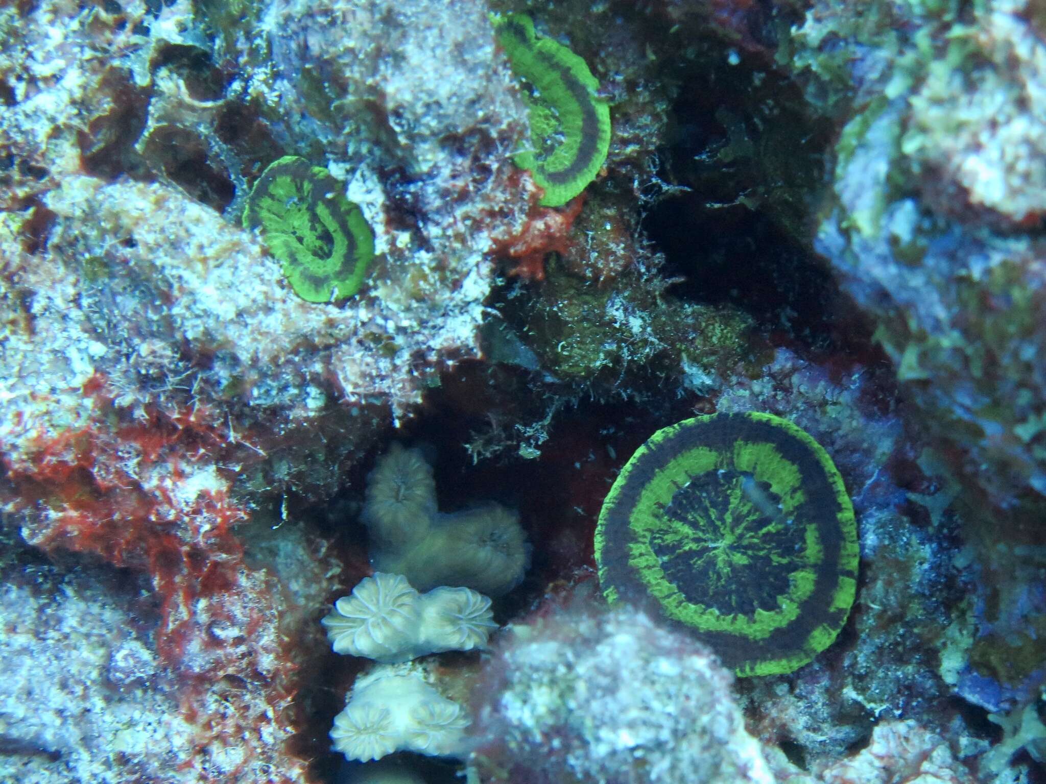 Image of Artichoke Coral