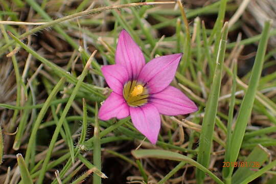 Image of Romulea camerooniana Baker