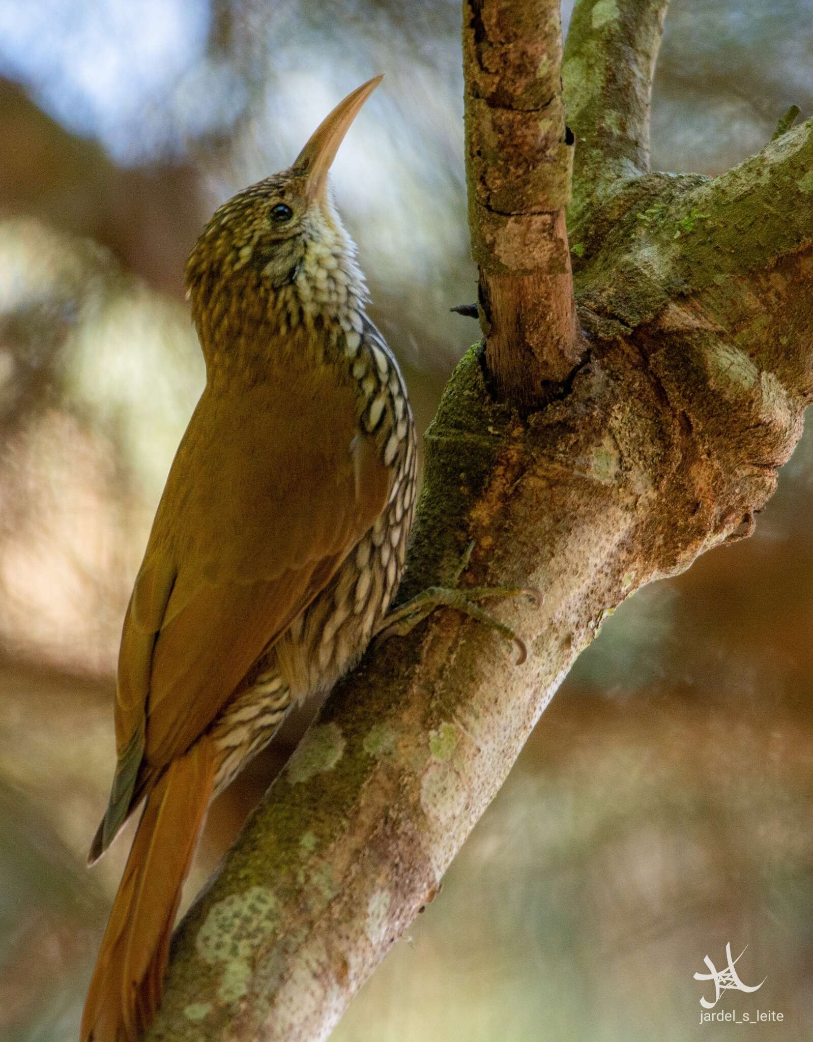 Image of Scaled Woodcreeper