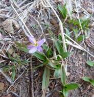 Image de Xerophyta humilis (Baker) T. Durand & Schinz