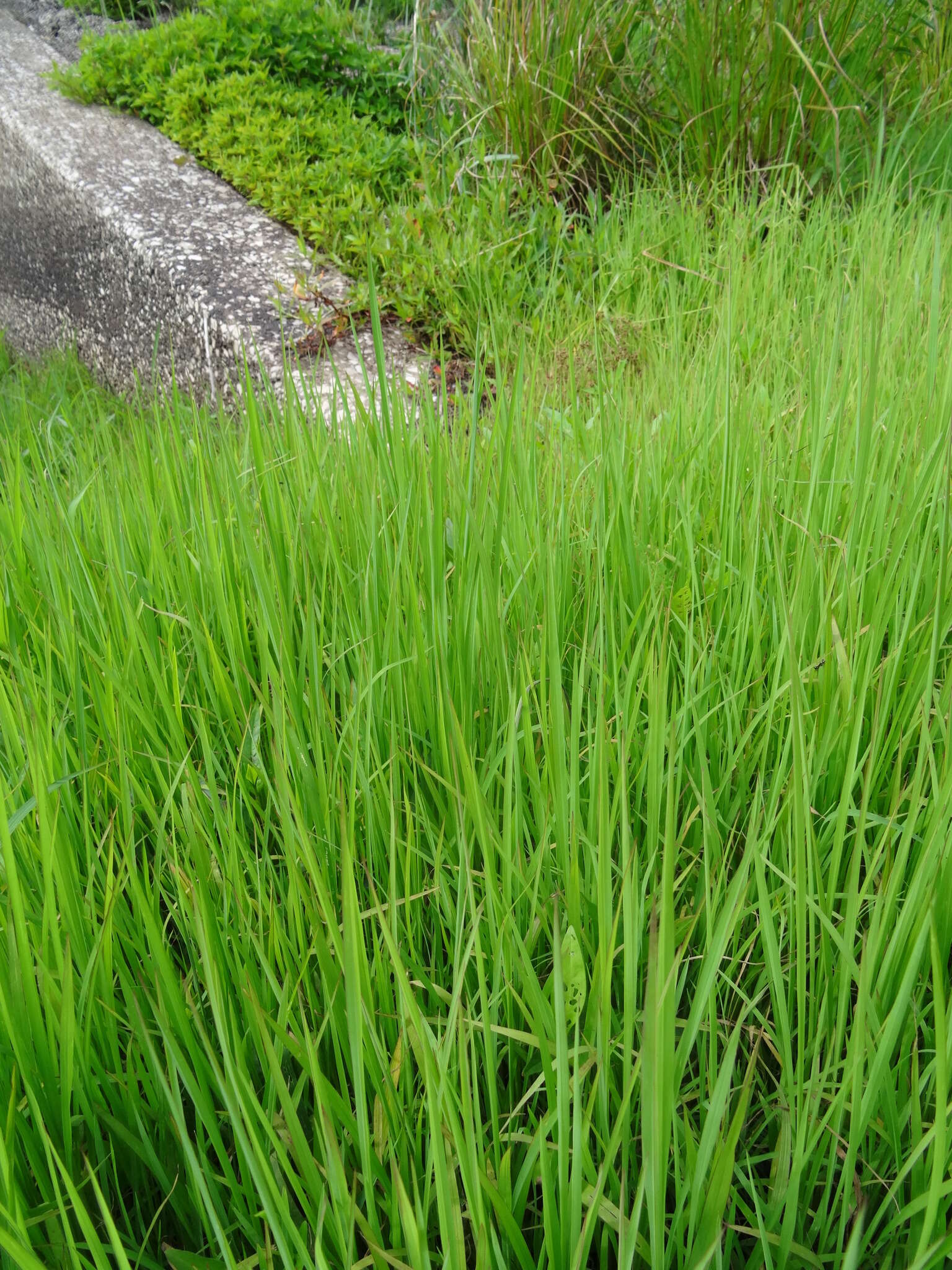 Image of Cut-grass