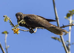 Image de Perroquet noir