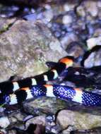 Image of Werner's False Coral Snake