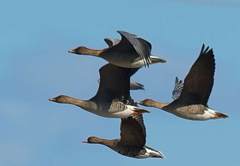 Image of Bean Goose