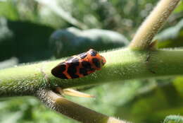 Image of Cosmoscarta bispecularis (White 1844)