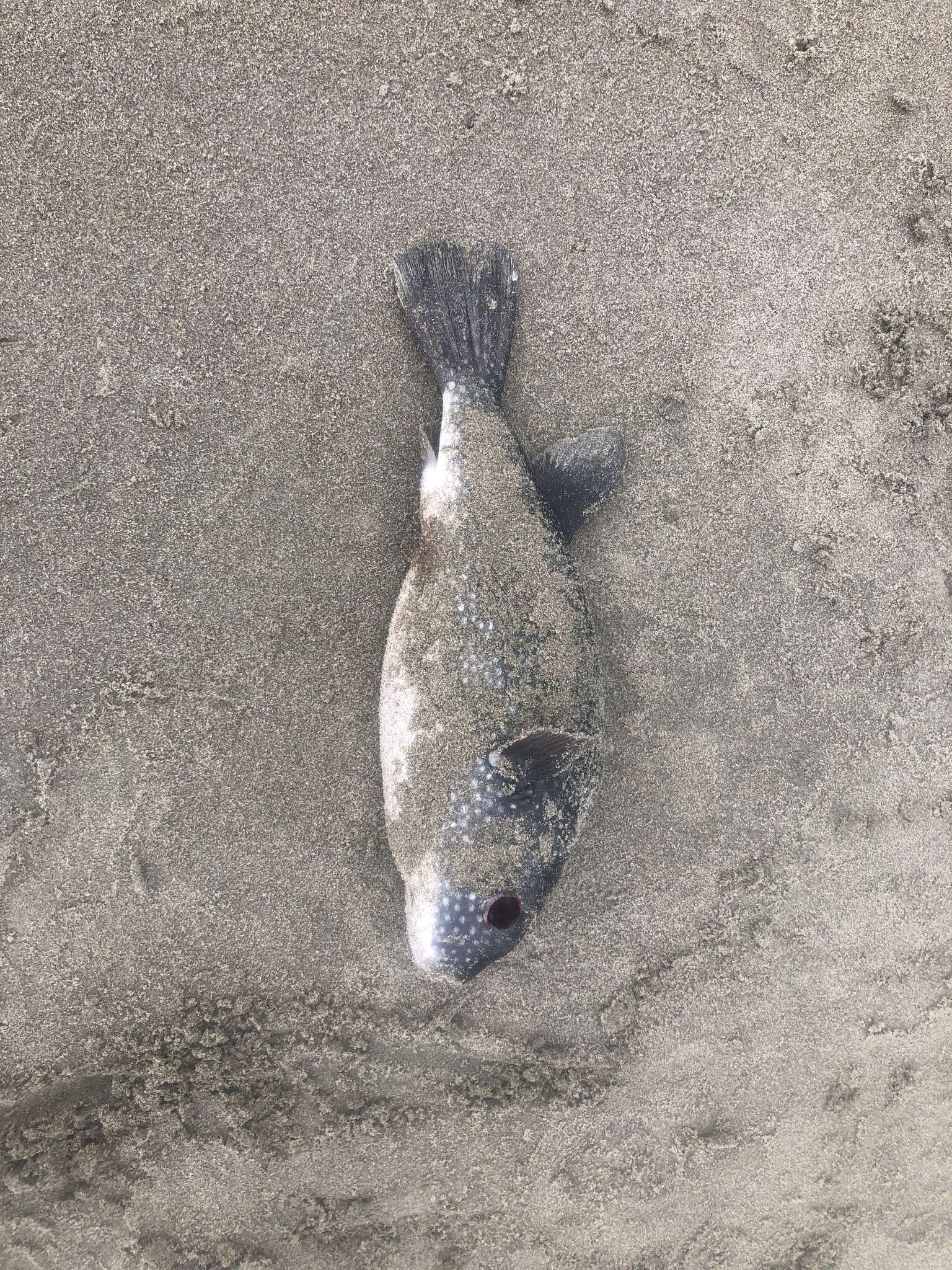 Image of Starry Toadfish